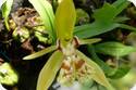 Coelogyne schilleriana